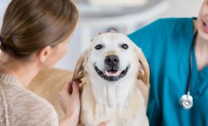Healthcare Safety Net: Pet Insurance for Peaceful Pet Parenting
