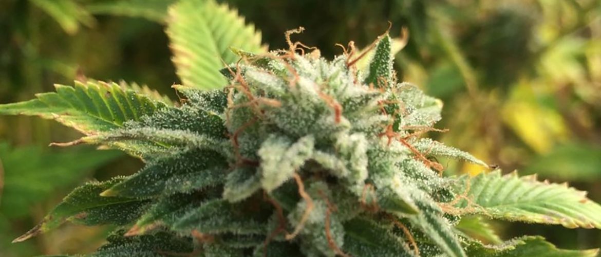Premium Marijuana from Confided in BC Producers: Budcargo Dispensary
