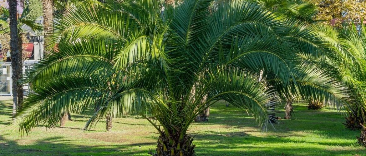 Palms in the Art of Indigenous People