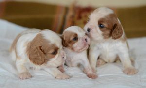 Cavalier Puppies Galore: West Coast Cavaliers Tidbits Welcomes You